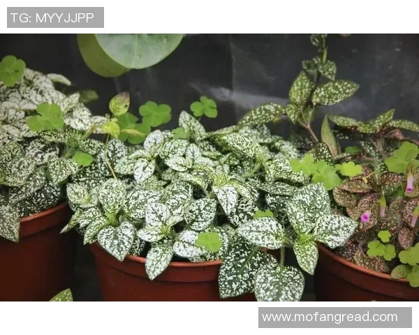 科学羽毛球训练法与比赛经验分享提升竞技水平的全方位指南